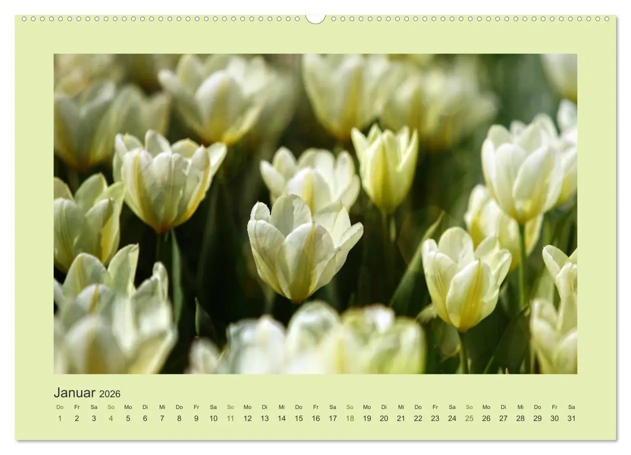 Bild: 9783516228120 | 12 Farben (Wandkalender 2026 DIN A2 quer), CALVENDO Monatskalender