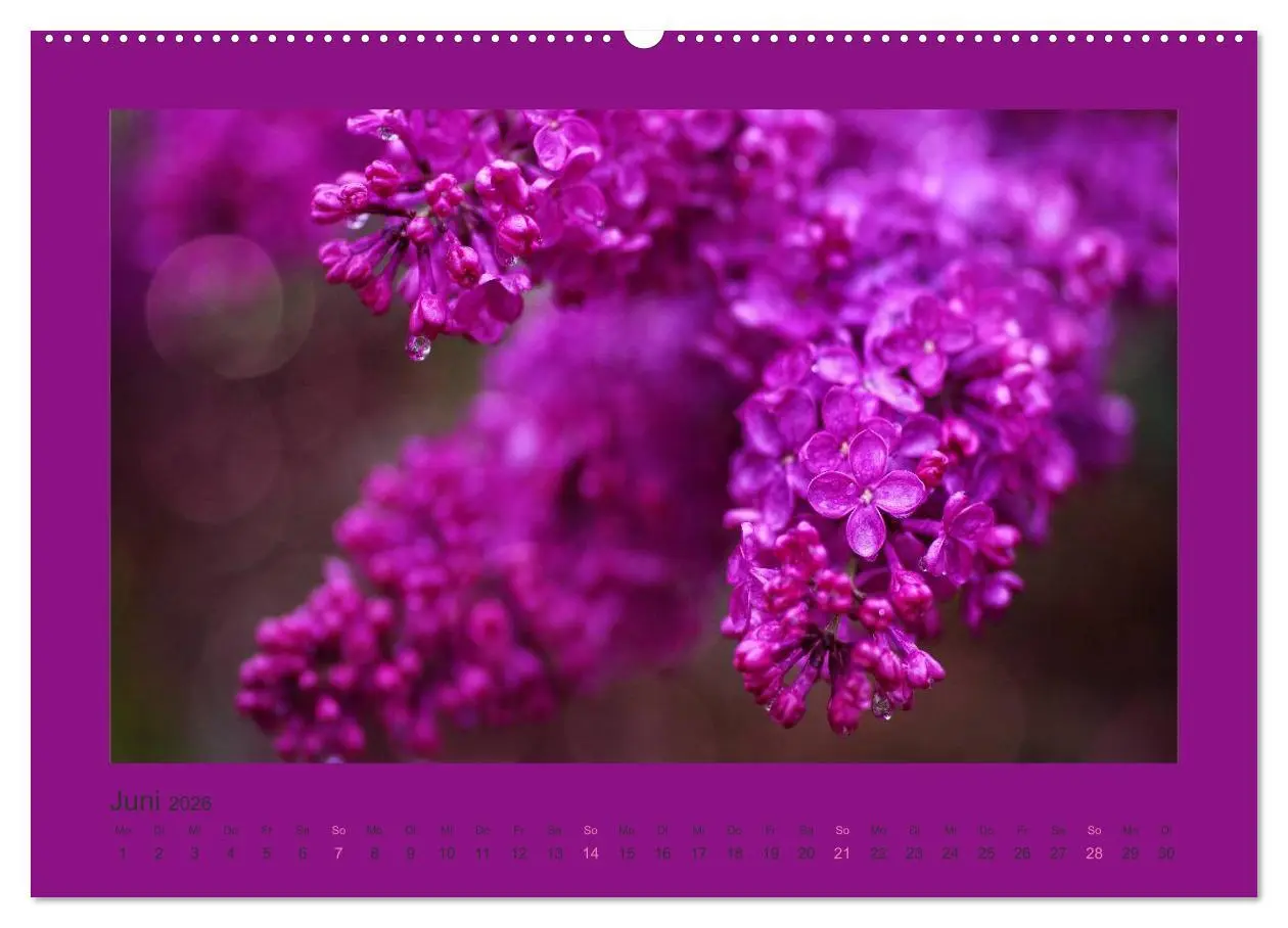 Bild: 9783516228120 | 12 Farben (Wandkalender 2026 DIN A2 quer), CALVENDO Monatskalender