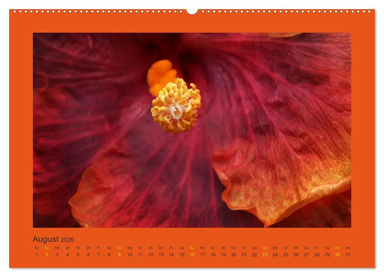 Bild: 9783516228120 | 12 Farben (Wandkalender 2026 DIN A2 quer), CALVENDO Monatskalender
