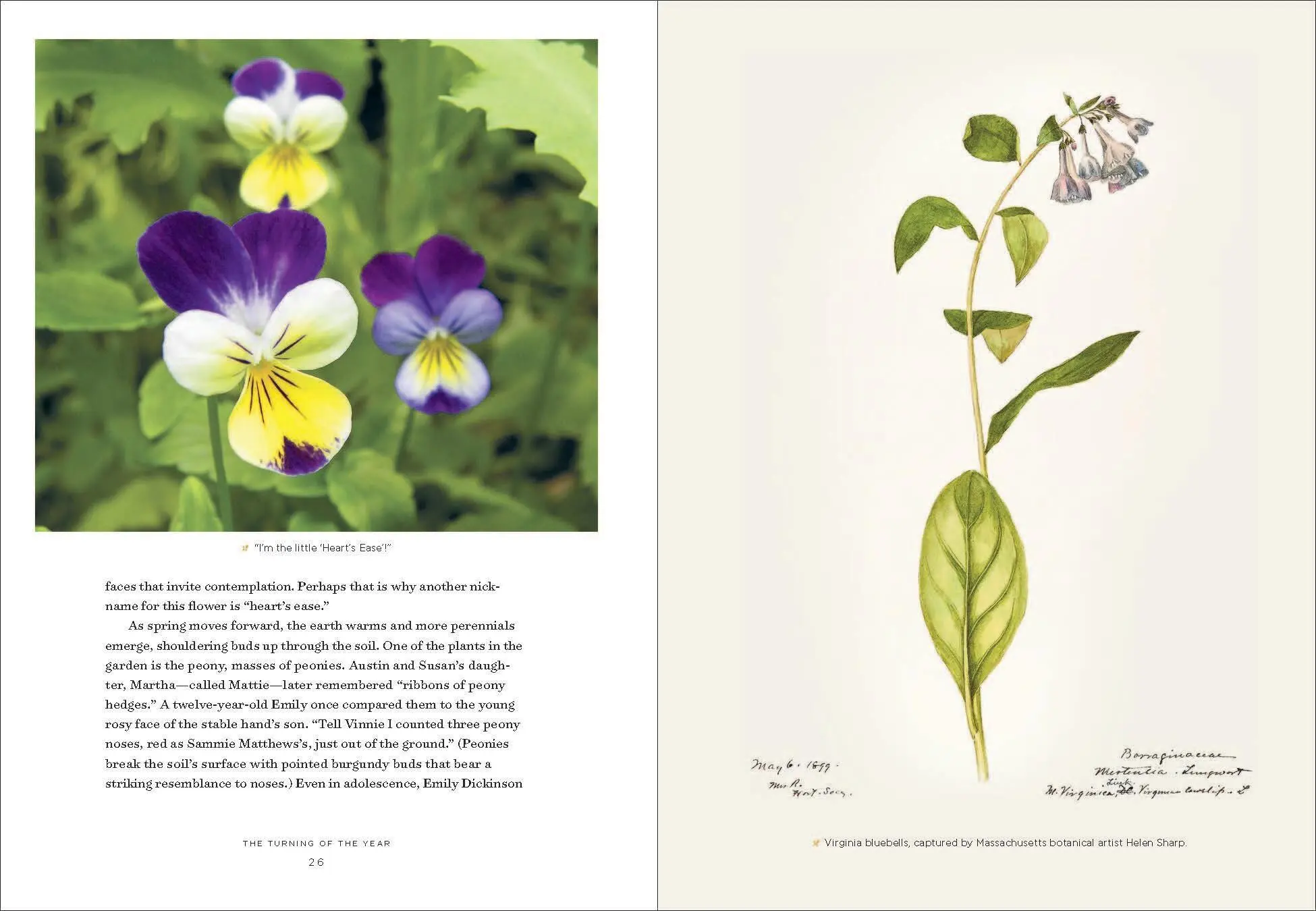 Bild: 9781604698220 | Emily Dickinson's Gardening Life | Marta Mcdowell | Buch | Gebunden Bild: 9781604698220 | Emily Dickinson's Gardening Life | Marta Mcdowell | Buch | Gebunden