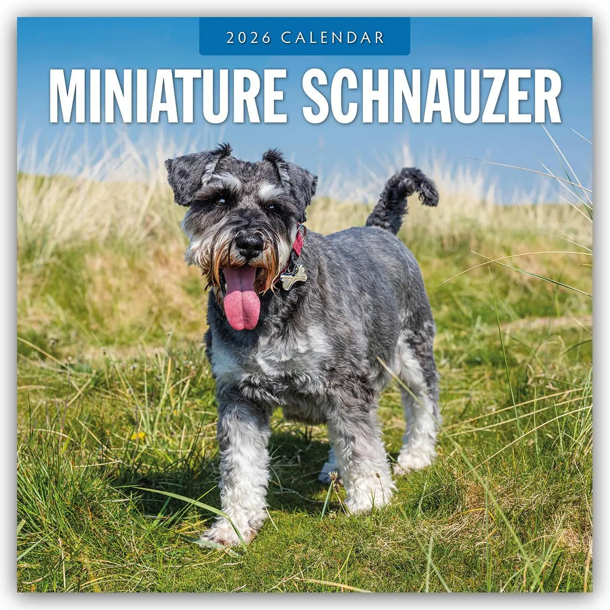 Cover: 9781804428320 | Miniature Schnauzer 2026 Square Wall Calendar | Red Robin | Buch