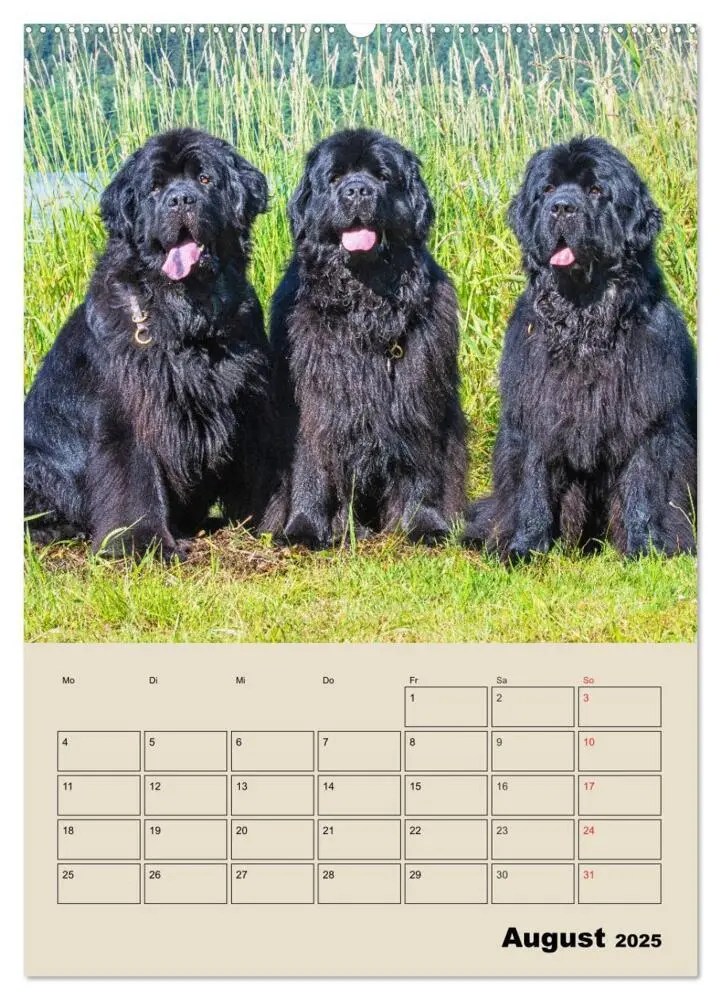 Bild: 9783435958320 | Familienplaner Neufundländer - Freund und Retter (Wandkalender 2025...
