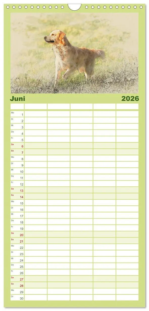 Bild: 9783516518320 | Familienplaner 2026 - Golden Retriever mit 5 Spalten (Wandkalender,...