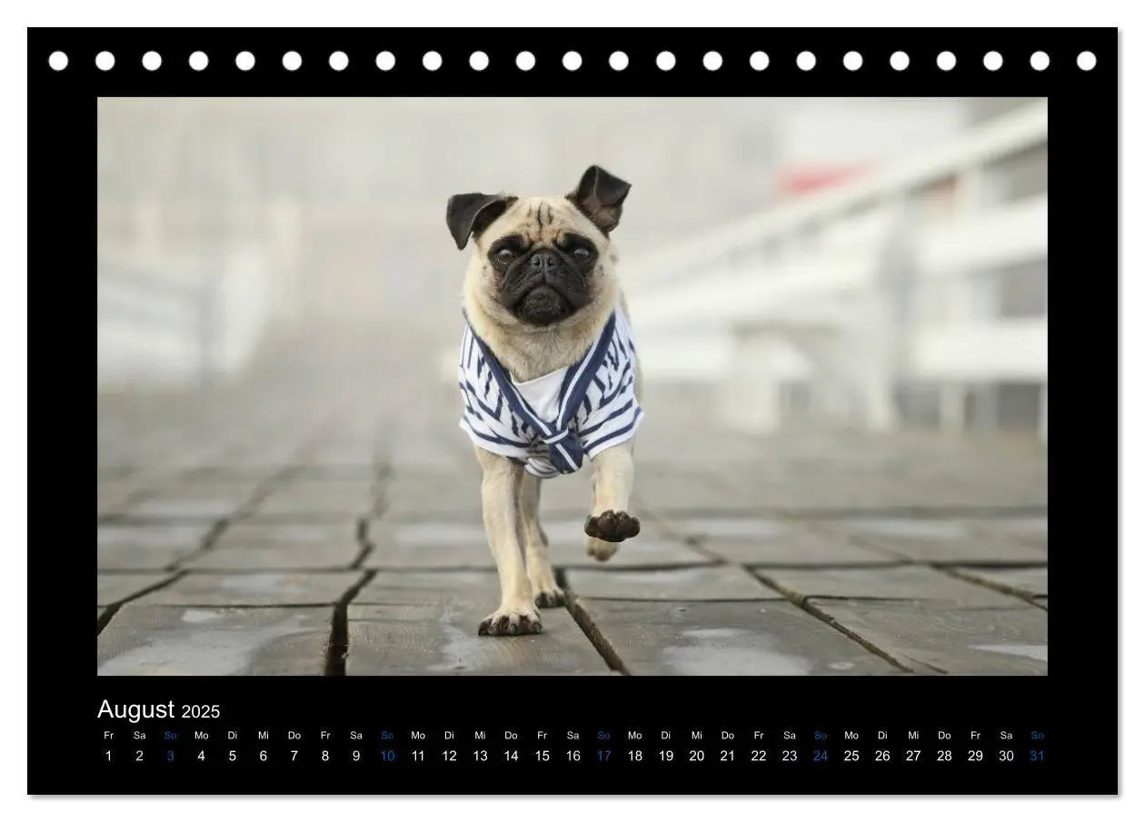 Bild: 9783435638420 | Der Feldfurchen-Mops (Tischkalender 2025 DIN A5 quer), CALVENDO...