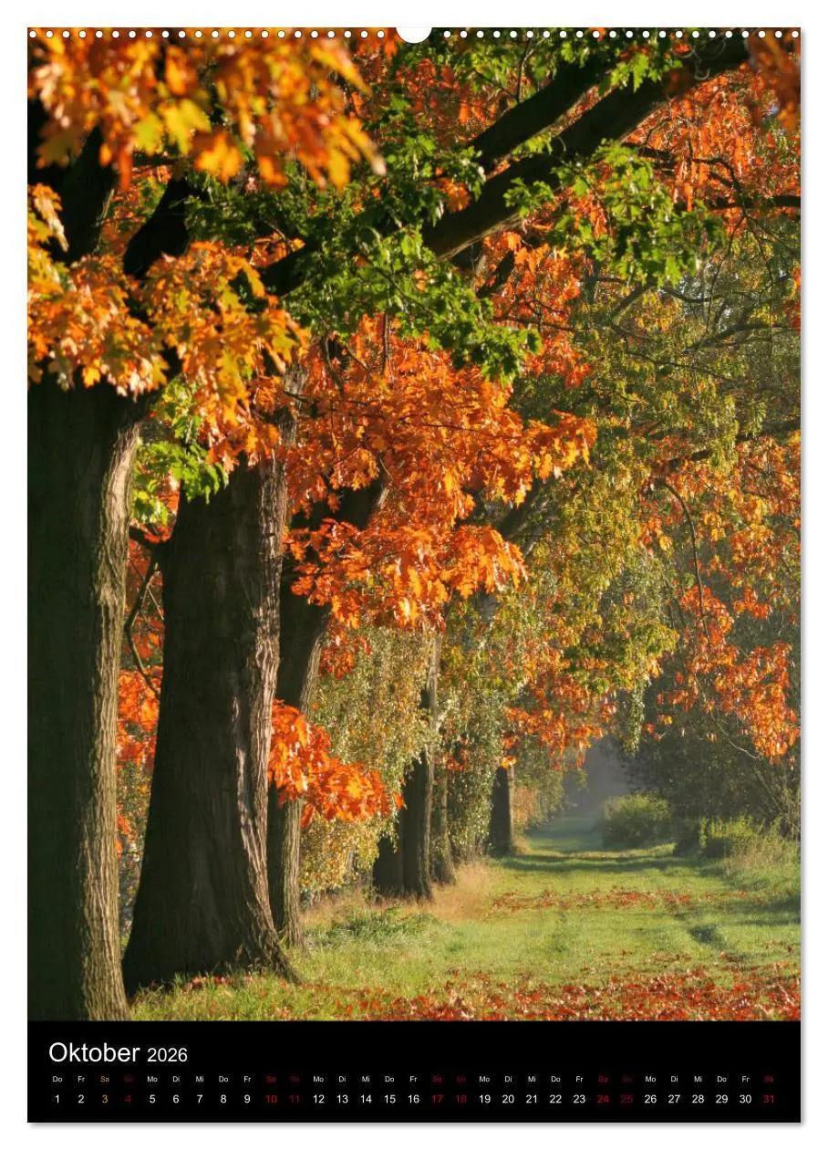 Bild: 9783516418620 | Bäume - Stilles Leben (Wandkalender 2026 DIN A2 hoch), CALVENDO...
