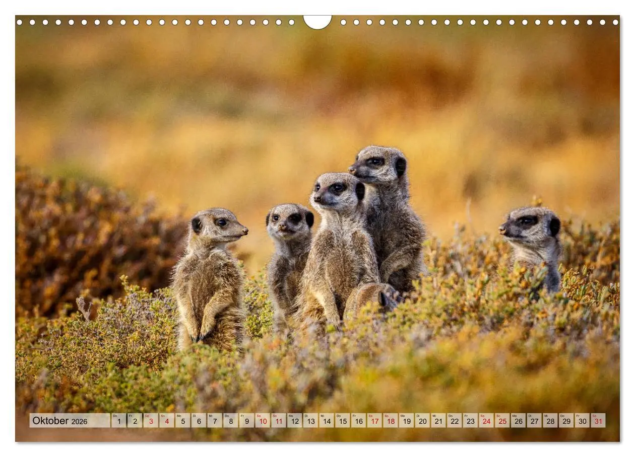 Bild: 9783457868720 | Südafrika: Kapstadt, Garden Route und Cape Winelands (Wandkalender...
