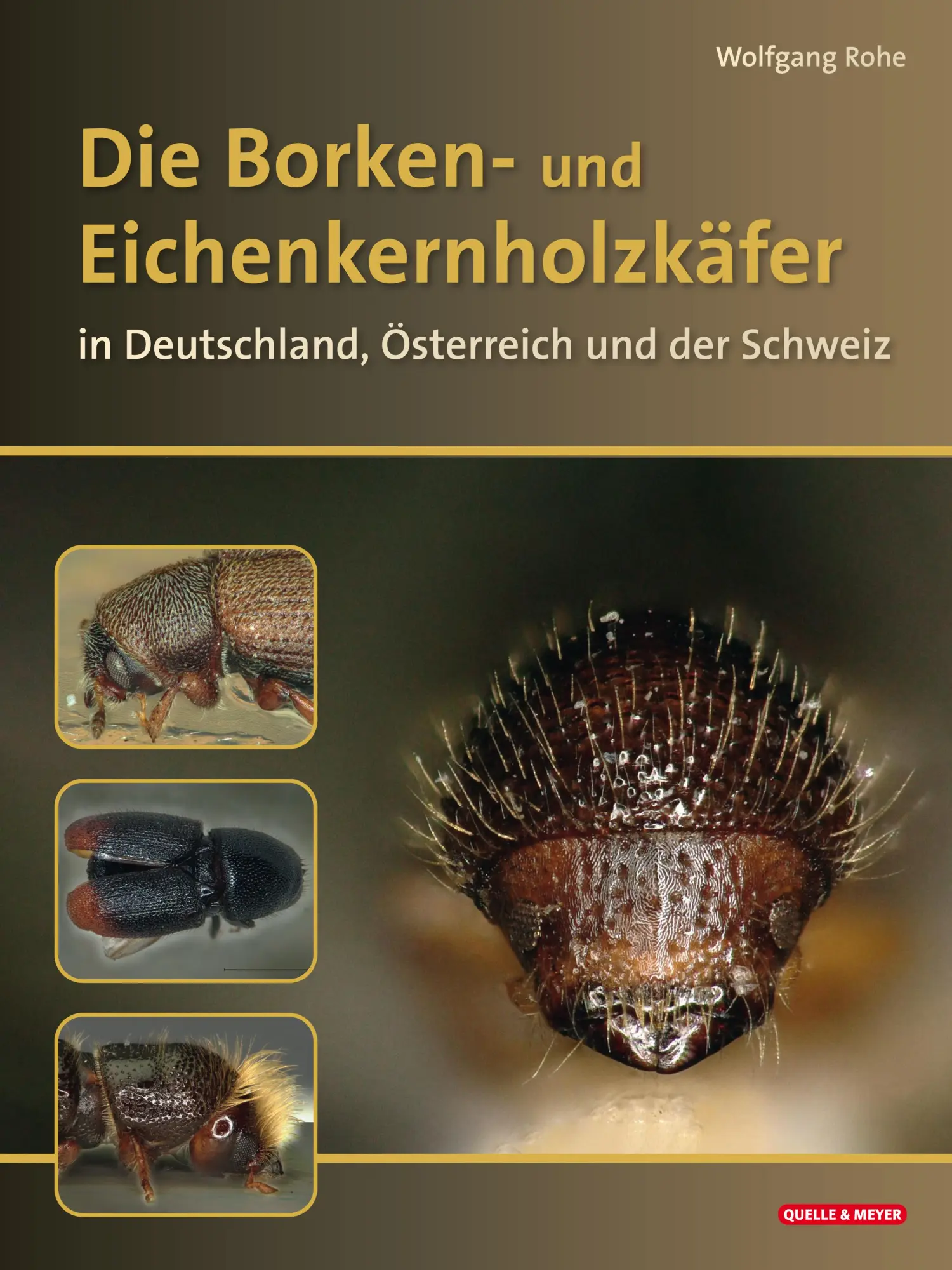 Cover: 9783494018720 | Die Borkenkäfer Deutschlands, Österreichs und der Schweiz | Rohe