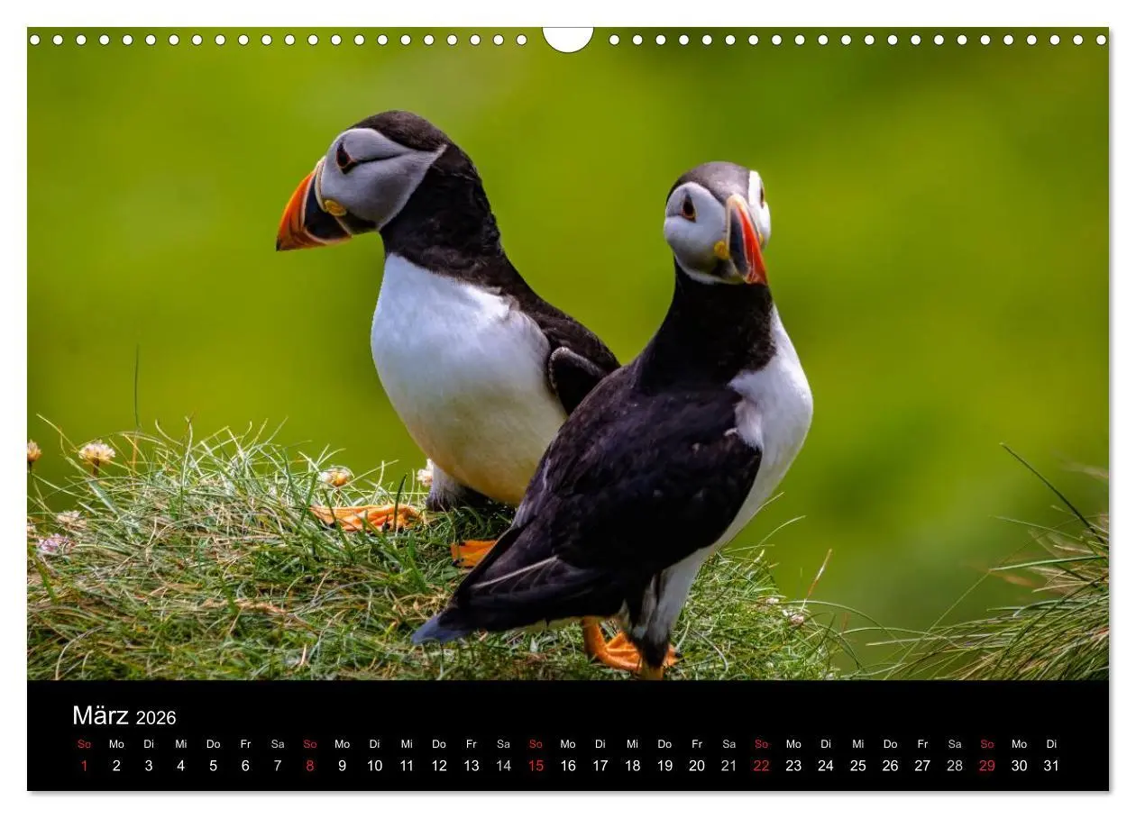 Bild: 9783516028720 | Schottlands Inseln (Wandkalender 2026 DIN A3 quer), CALVENDO...