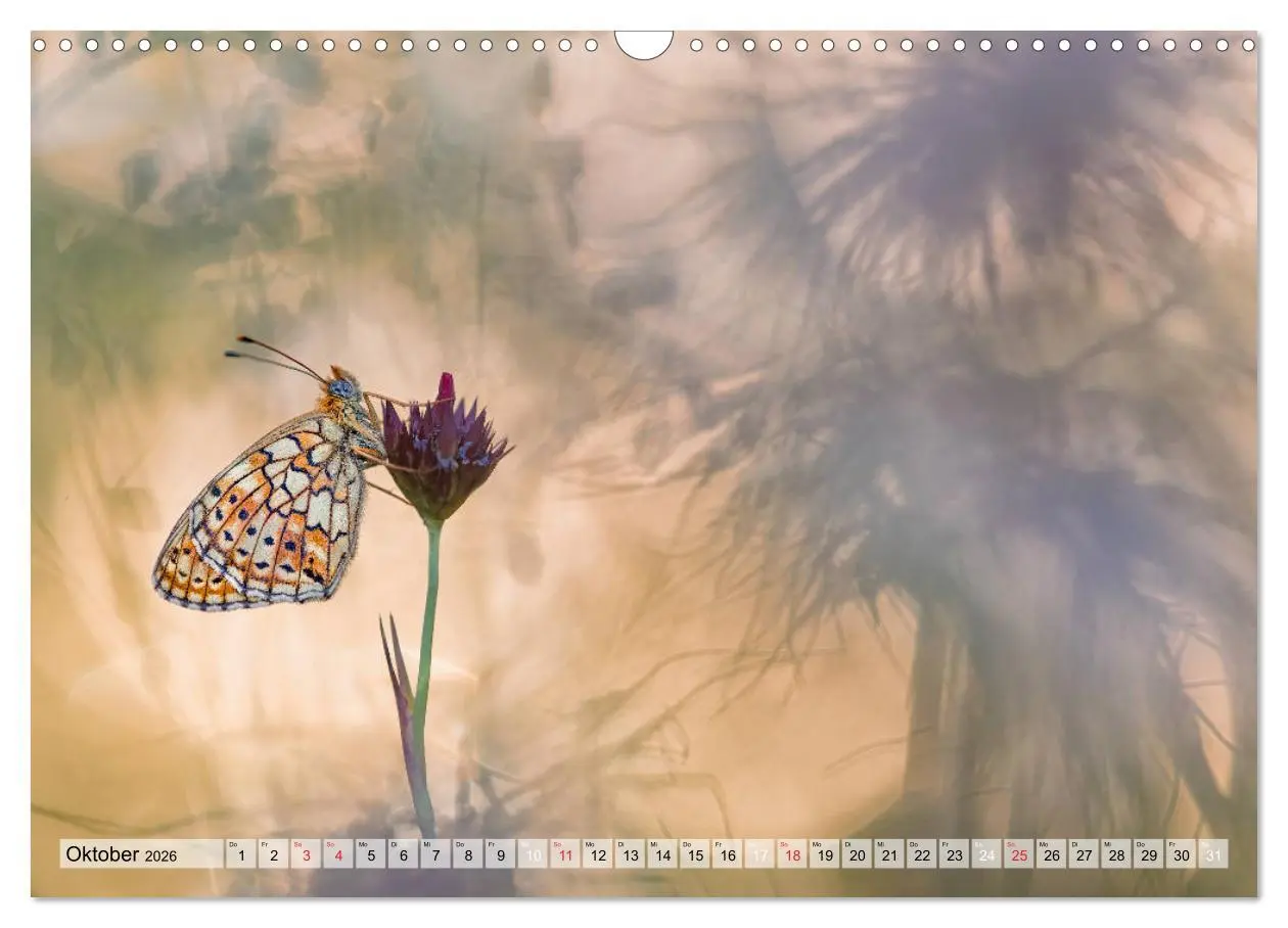 Bild: 9783457778920 | Magie der Schmetterlinge (Wandkalender 2026 DIN A3 quer), CALVENDO...