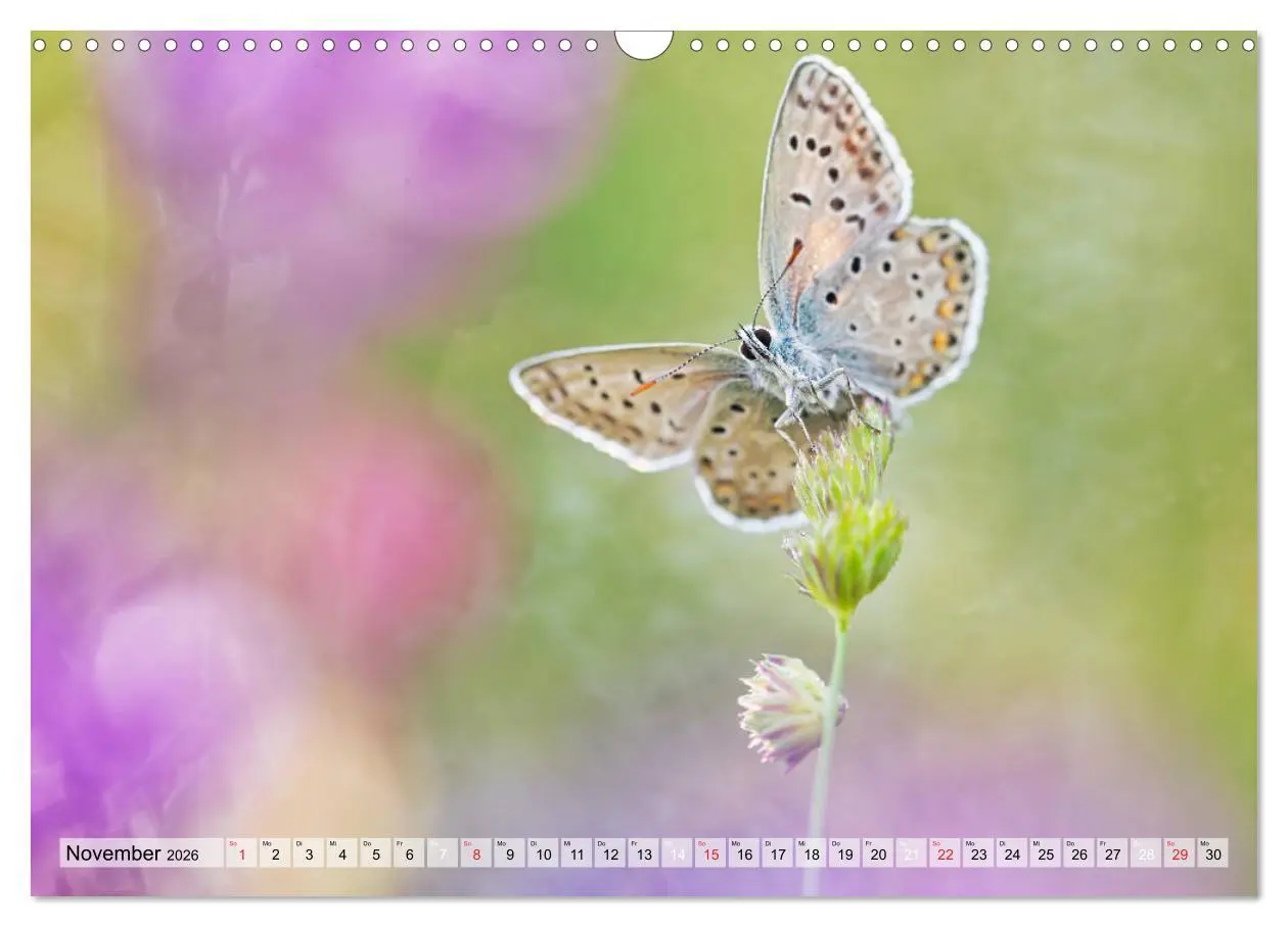 Bild: 9783457778920 | Magie der Schmetterlinge (Wandkalender 2026 DIN A3 quer), CALVENDO...