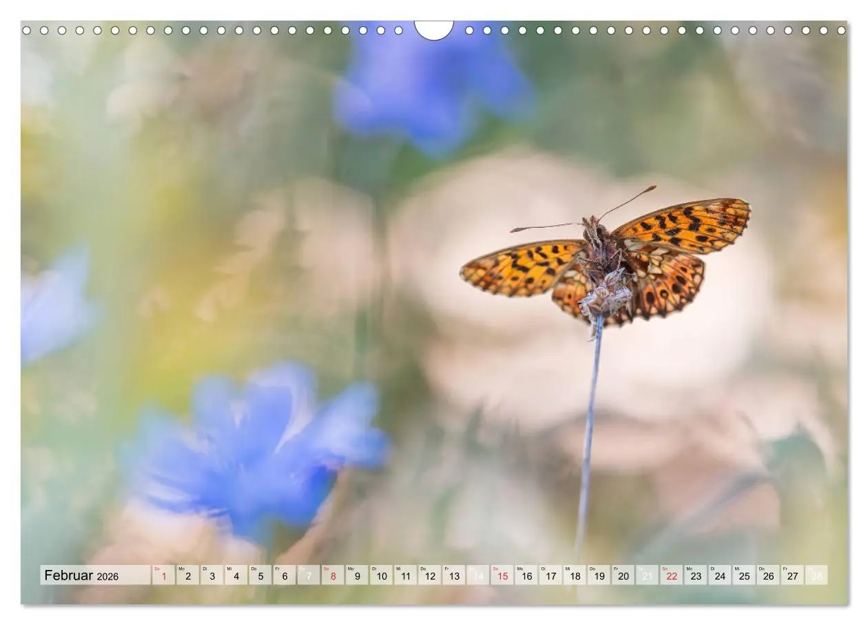Bild: 9783457778920 | Magie der Schmetterlinge (Wandkalender 2026 DIN A3 quer), CALVENDO...