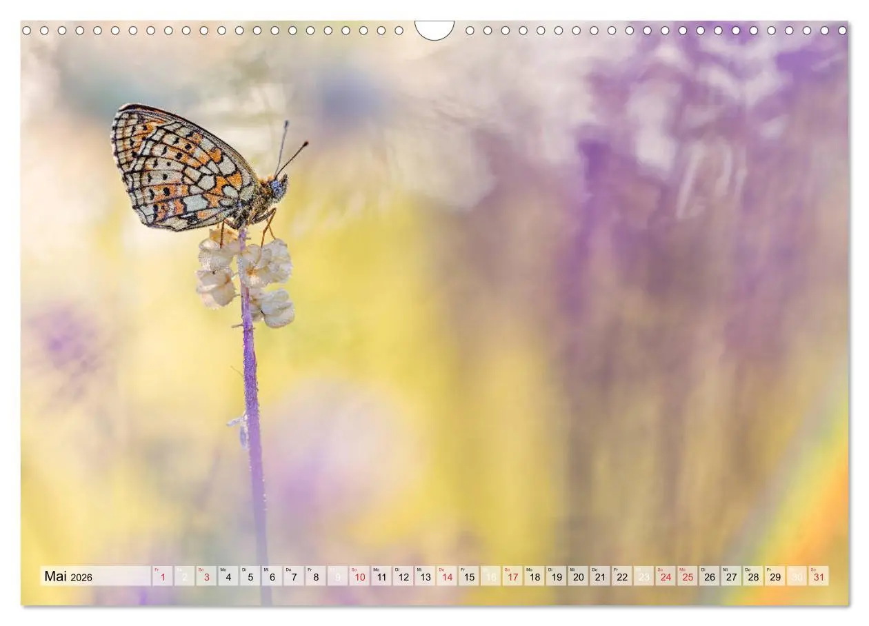 Bild: 9783457778920 | Magie der Schmetterlinge (Wandkalender 2026 DIN A3 quer), CALVENDO...