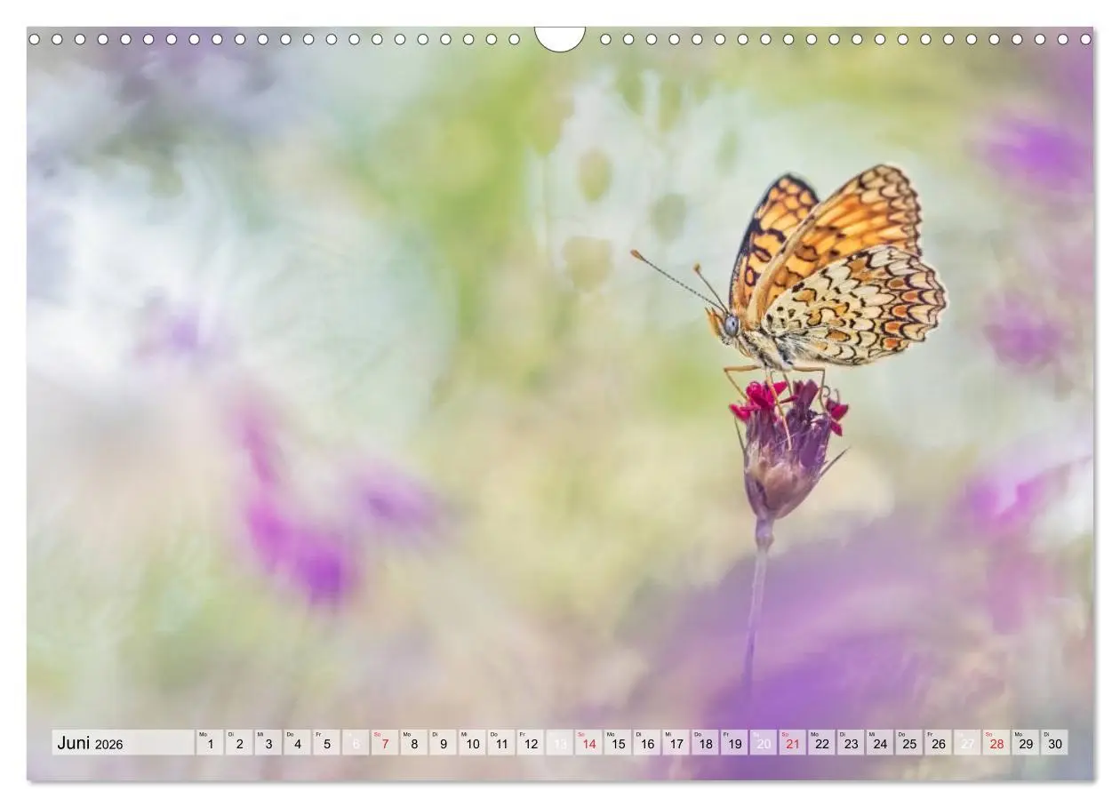 Bild: 9783457778920 | Magie der Schmetterlinge (Wandkalender 2026 DIN A3 quer), CALVENDO...