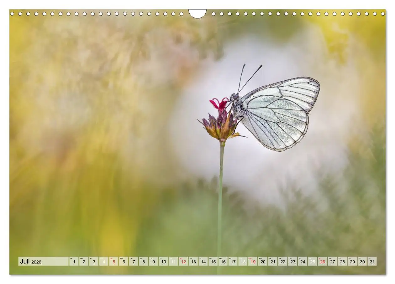 Bild: 9783457778920 | Magie der Schmetterlinge (Wandkalender 2026 DIN A3 quer), CALVENDO...