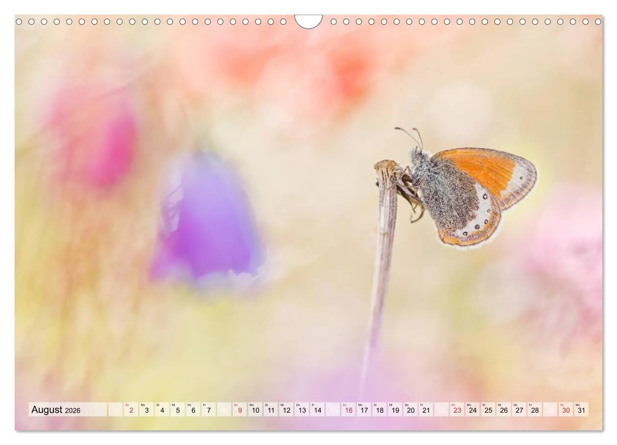 Bild: 9783457778920 | Magie der Schmetterlinge (Wandkalender 2026 DIN A3 quer), CALVENDO...