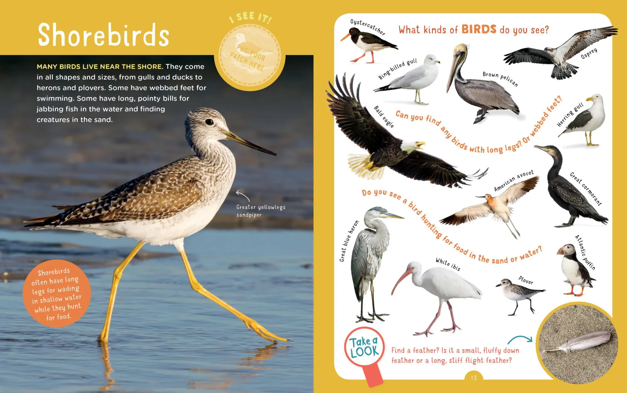 Bild: 9781612129020 | Backpack Explorer: Beach Walk | Editors Of Storey Publishing | Buch