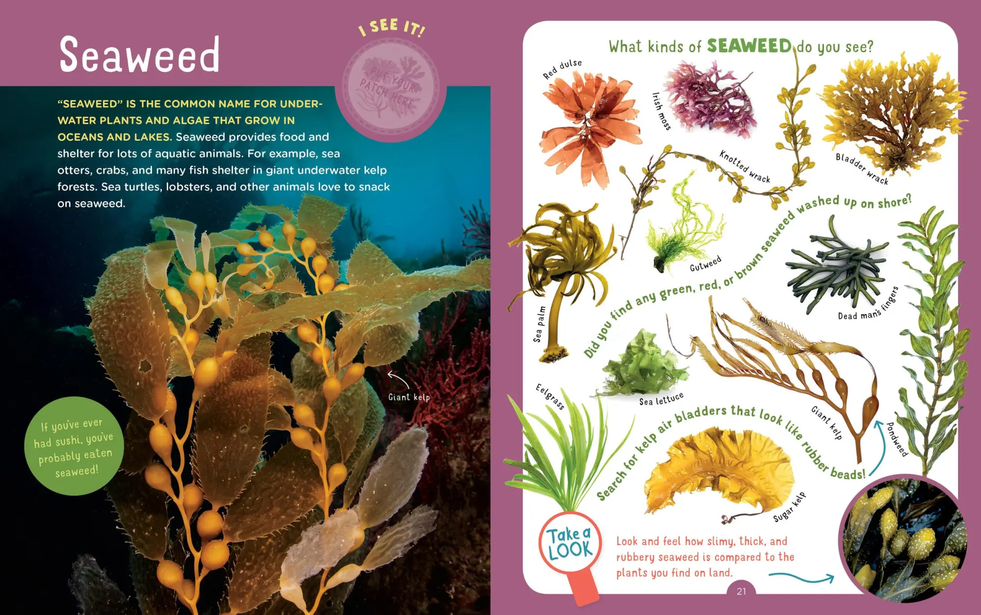 Bild: 9781612129020 | Backpack Explorer: Beach Walk | Editors Of Storey Publishing | Buch