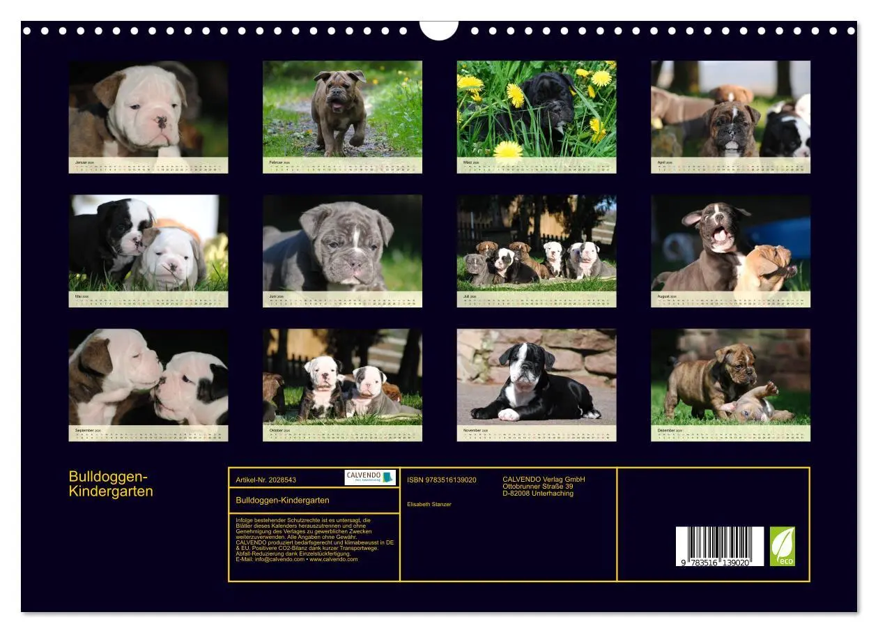 Bild: 9783516139020 | Bulldoggen-Kindergarten (Wandkalender 2026 DIN A3 quer), CALVENDO...