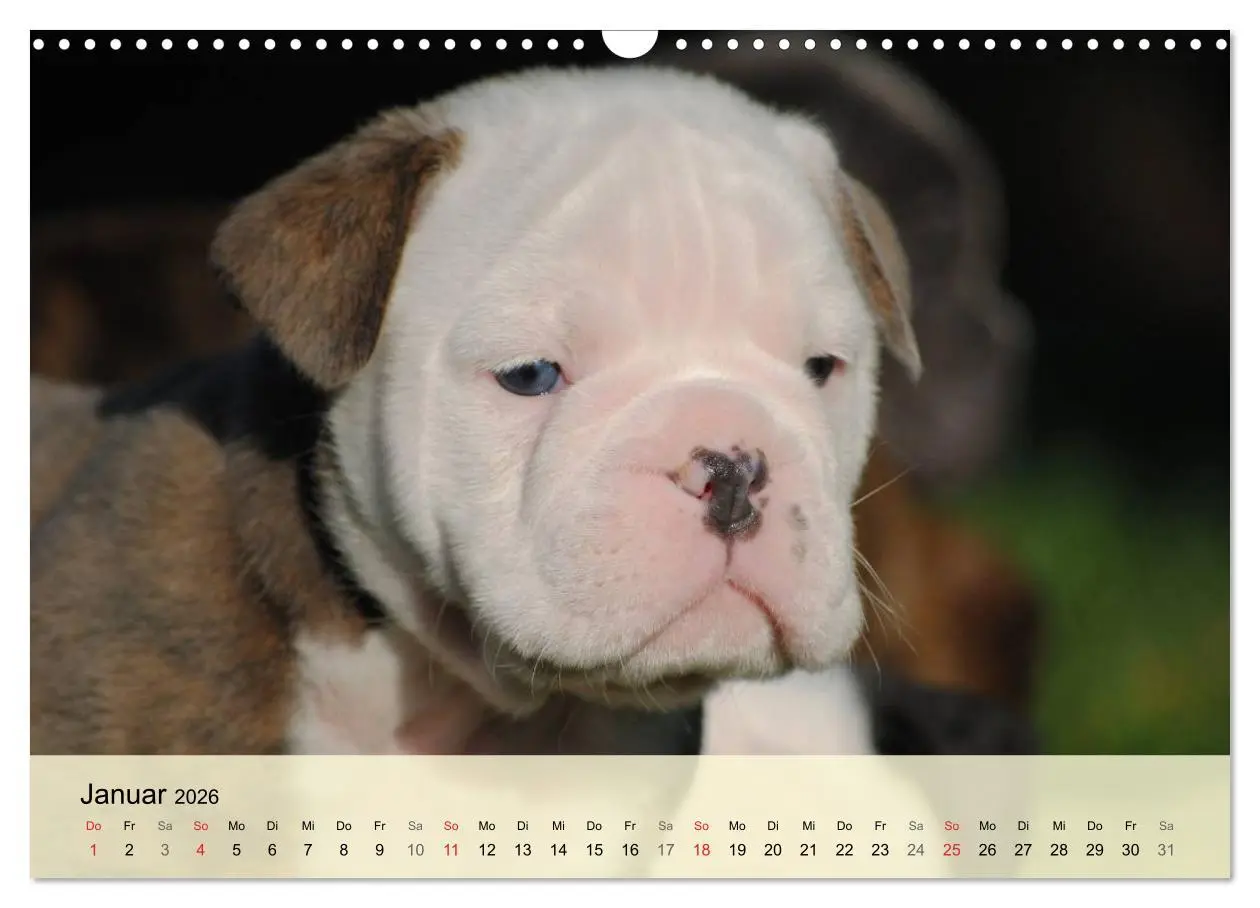 Bild: 9783516139020 | Bulldoggen-Kindergarten (Wandkalender 2026 DIN A3 quer), CALVENDO...