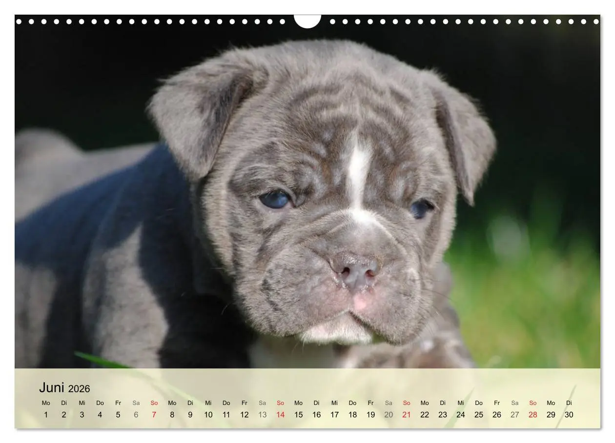 Bild: 9783516139020 | Bulldoggen-Kindergarten (Wandkalender 2026 DIN A3 quer), CALVENDO...