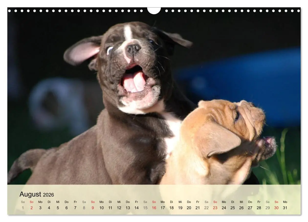 Bild: 9783516139020 | Bulldoggen-Kindergarten (Wandkalender 2026 DIN A3 quer), CALVENDO...