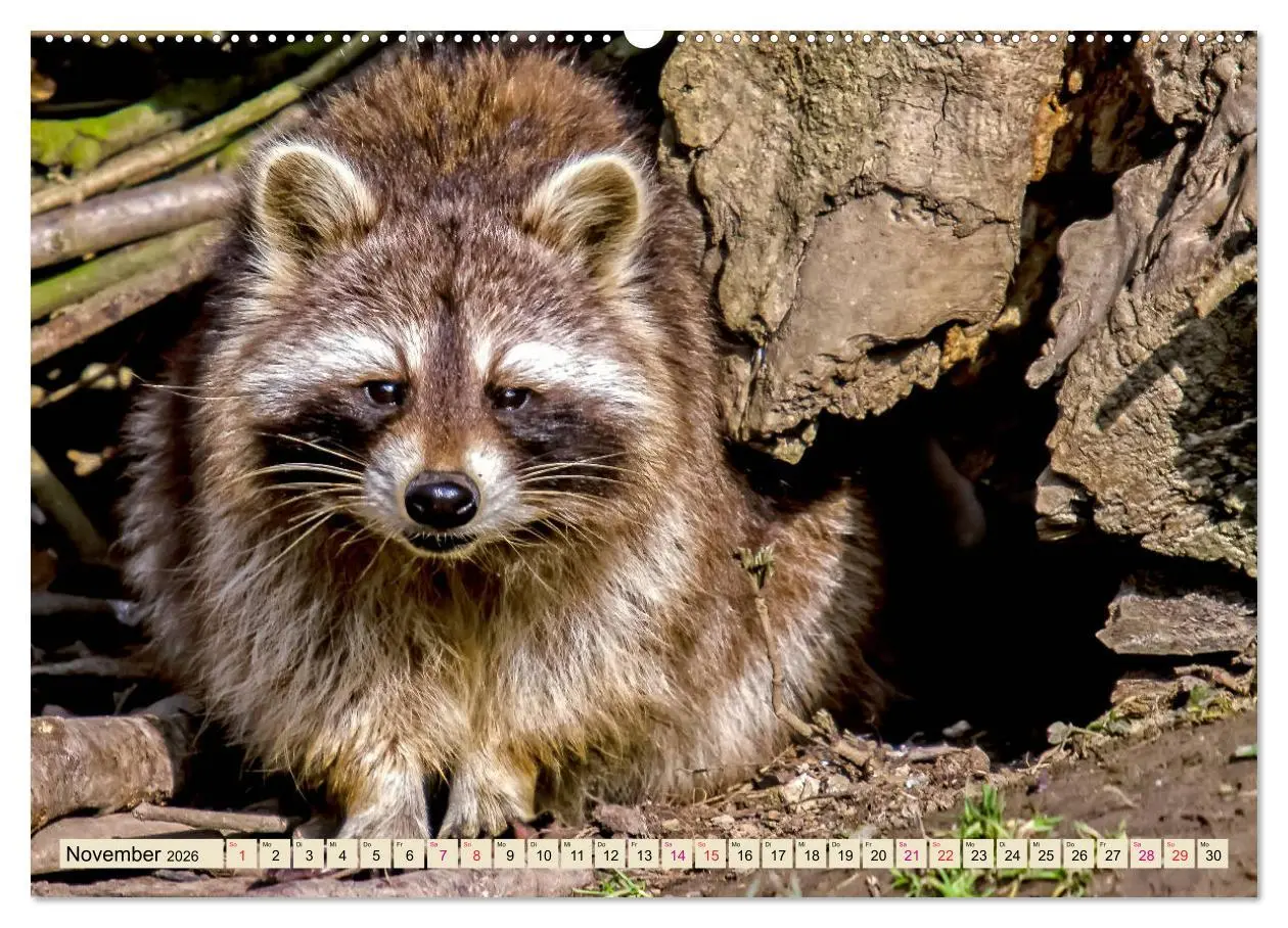 Bild: 9783457729120 | Waschbär - Niedlicher Allesfresser (hochwertiger Premium...