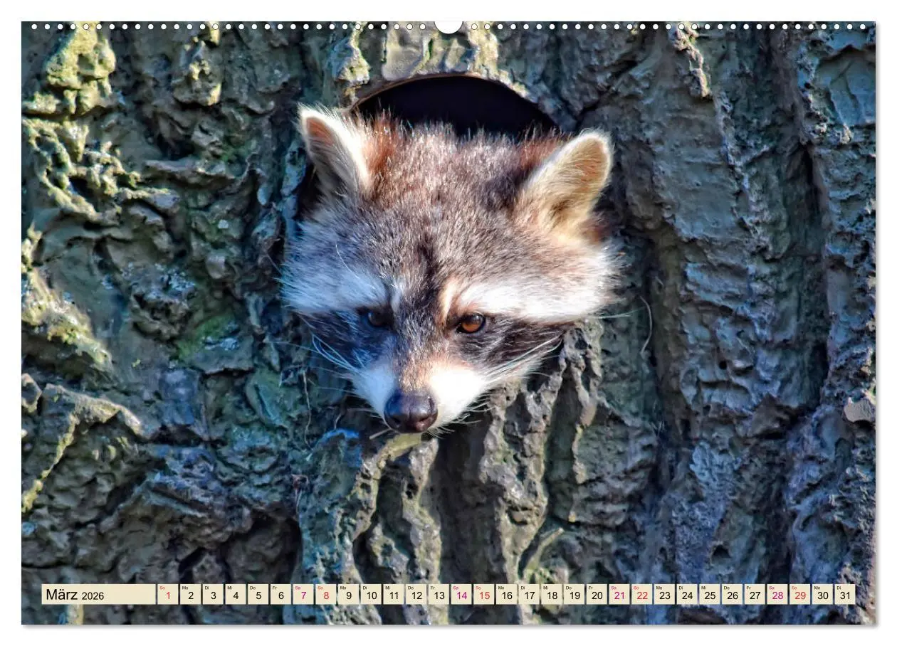 Bild: 9783457729120 | Waschbär - Niedlicher Allesfresser (hochwertiger Premium...