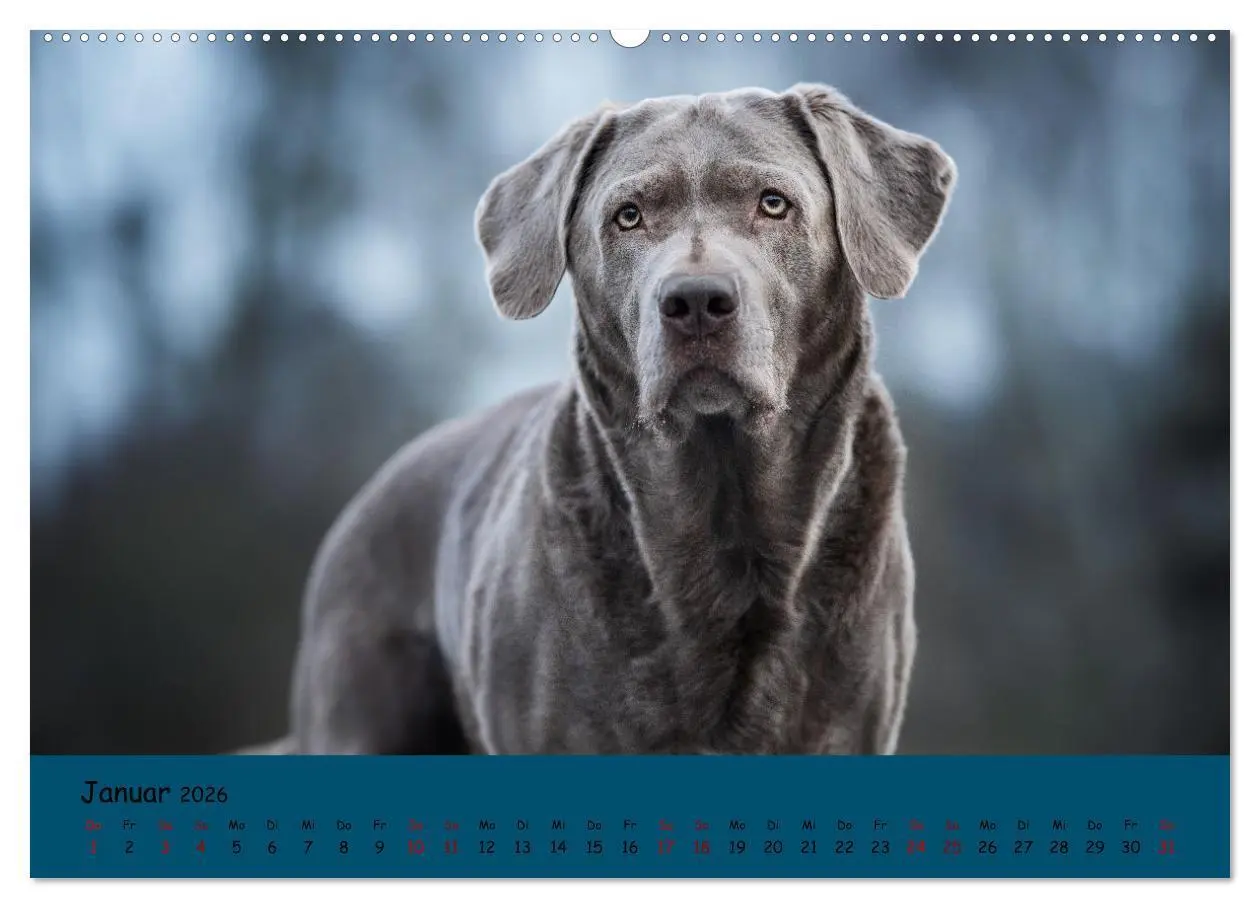 Bild: 9783457579220 | Labrador Retriever - Vielfalt auf Vier Pfoten (Wandkalender 2026...