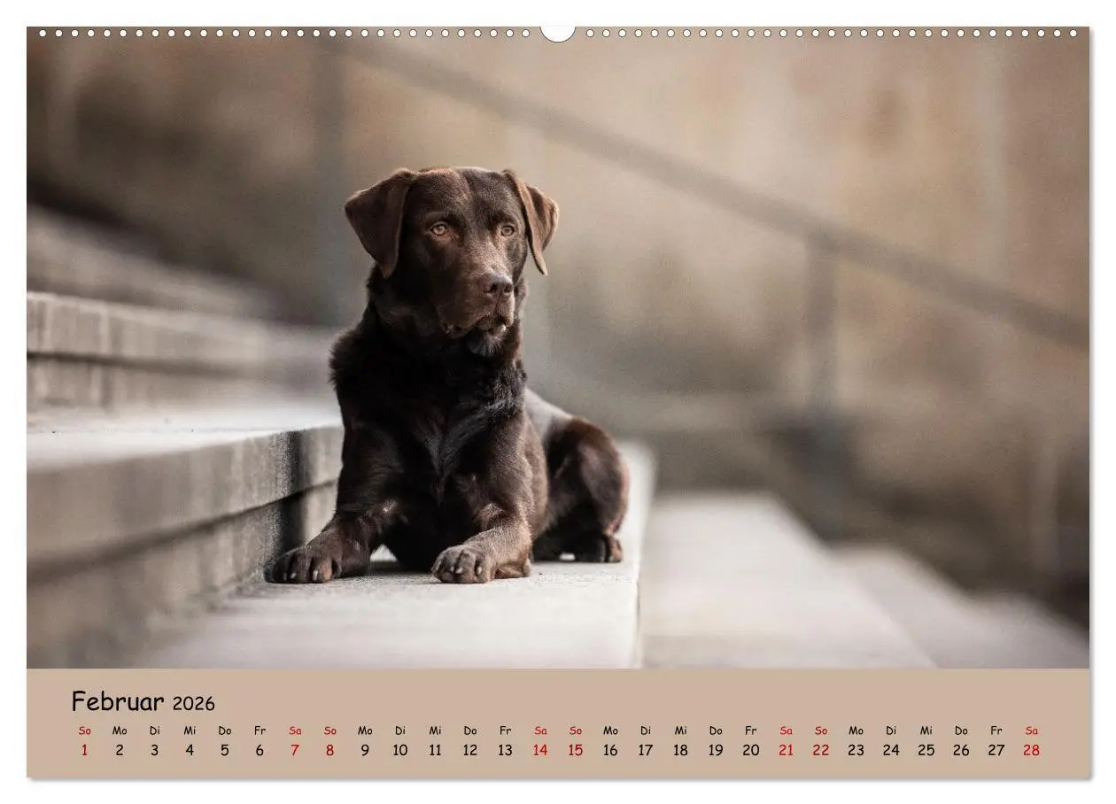 Bild: 9783457579220 | Labrador Retriever - Vielfalt auf Vier Pfoten (Wandkalender 2026...