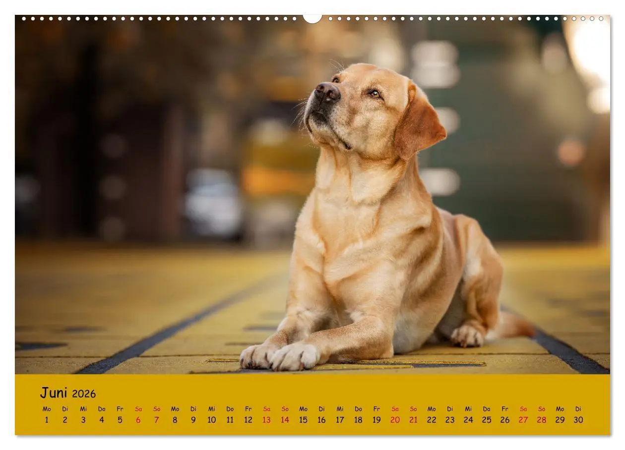 Bild: 9783457579220 | Labrador Retriever - Vielfalt auf Vier Pfoten (Wandkalender 2026...