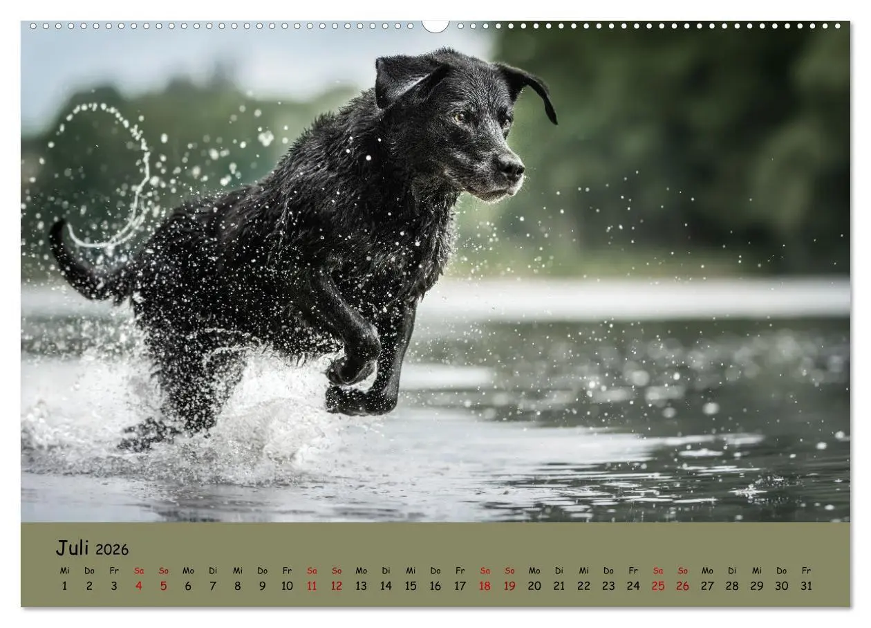 Bild: 9783457579220 | Labrador Retriever - Vielfalt auf Vier Pfoten (Wandkalender 2026...