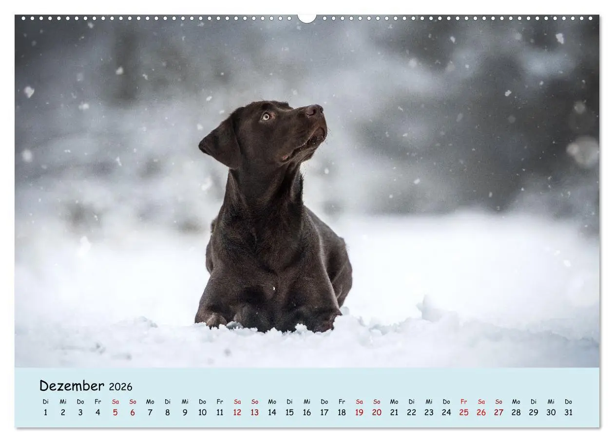Bild: 9783457579220 | Labrador Retriever - Vielfalt auf Vier Pfoten (Wandkalender 2026...