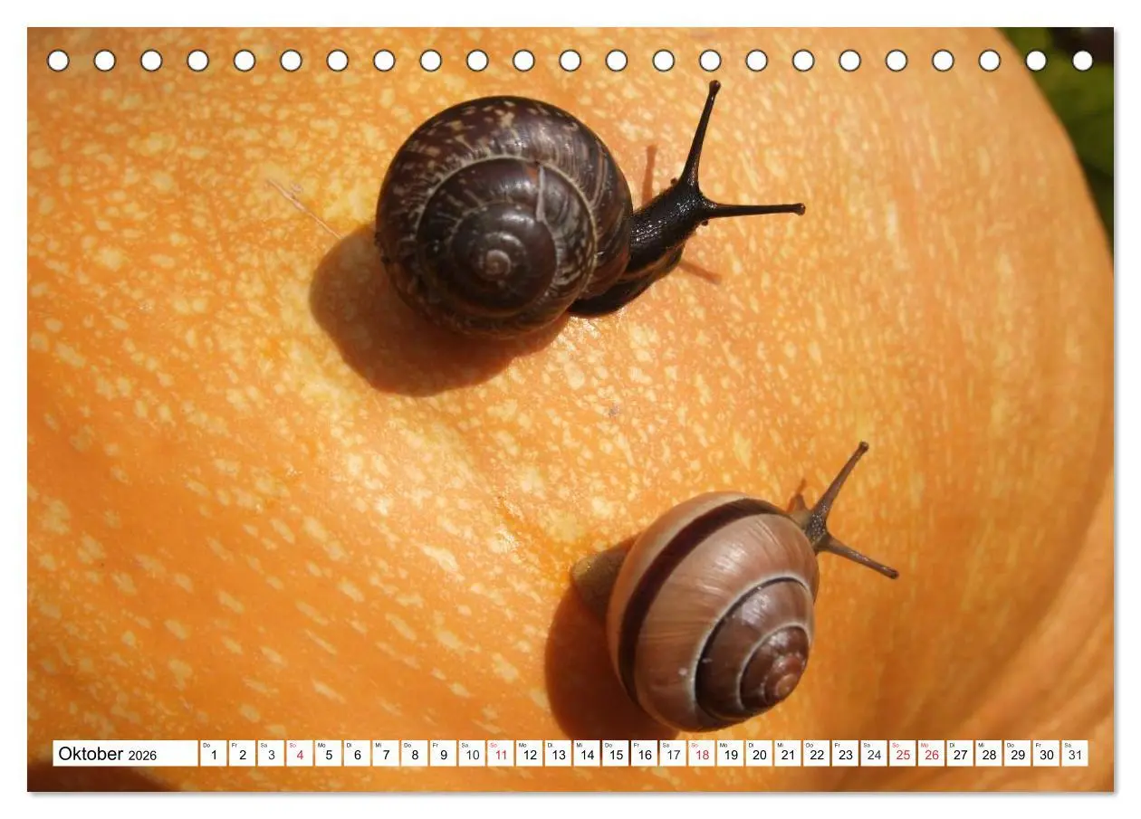 Bild: 9783457959220 | Meine Schnecken (Tischkalender 2026 DIN A5 quer), CALVENDO...