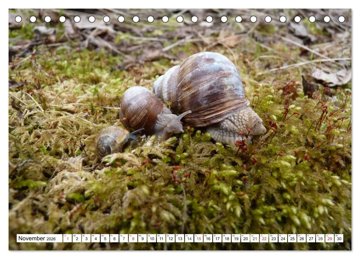 Bild: 9783457959220 | Meine Schnecken (Tischkalender 2026 DIN A5 quer), CALVENDO...