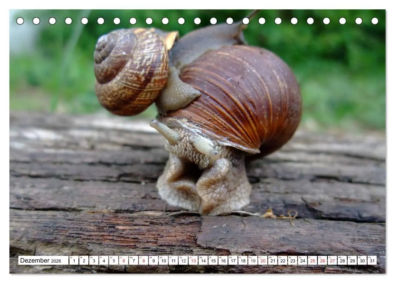 Bild: 9783457959220 | Meine Schnecken (Tischkalender 2026 DIN A5 quer), CALVENDO...
