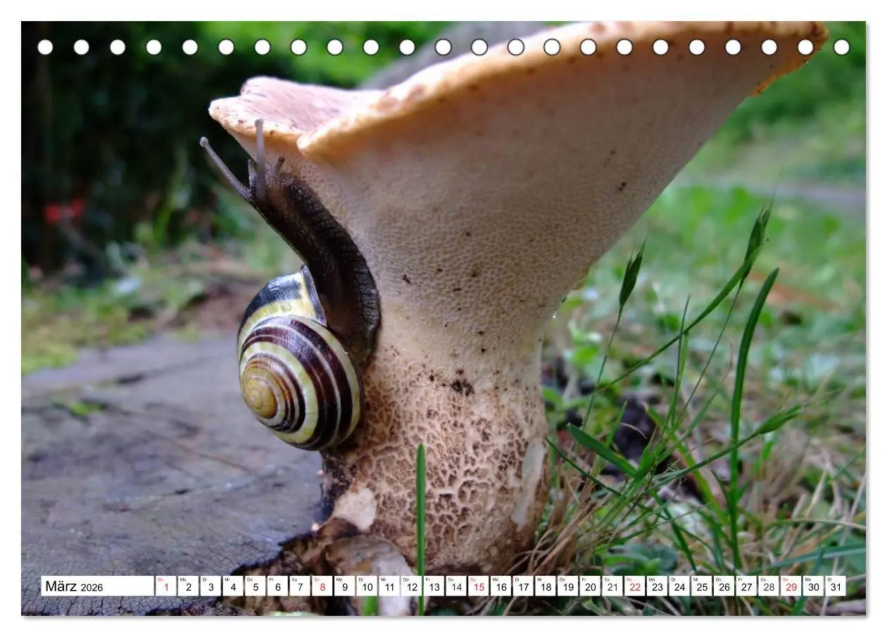 Bild: 9783457959220 | Meine Schnecken (Tischkalender 2026 DIN A5 quer), CALVENDO...