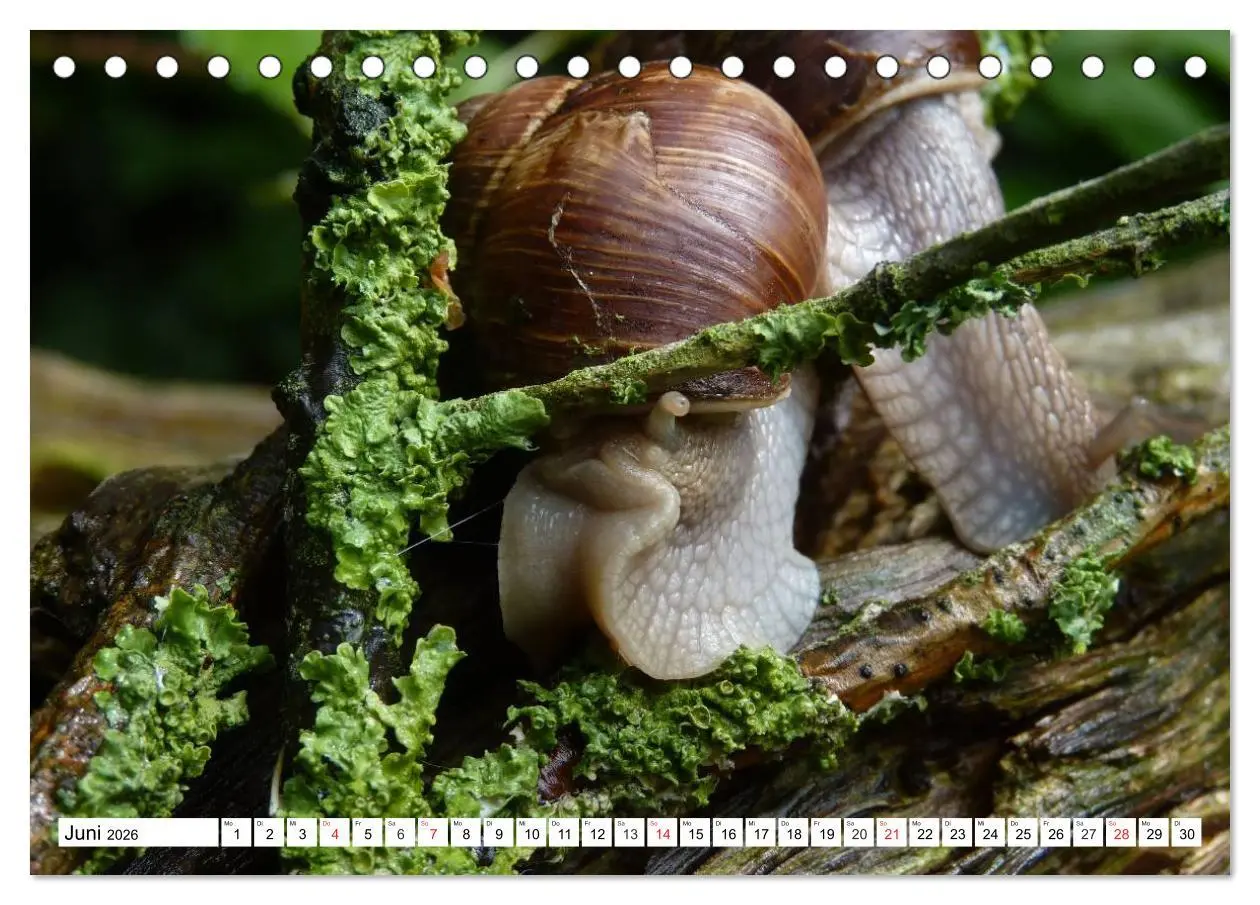 Bild: 9783457959220 | Meine Schnecken (Tischkalender 2026 DIN A5 quer), CALVENDO...