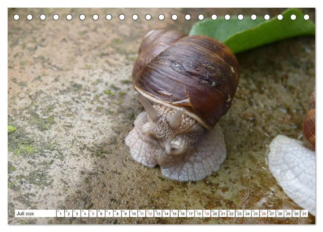 Bild: 9783457959220 | Meine Schnecken (Tischkalender 2026 DIN A5 quer), CALVENDO...
