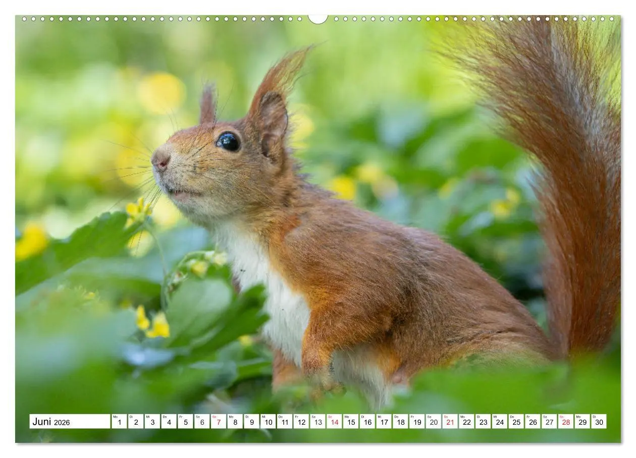 Bild: 9783516119220 | Eichhörnchen im Königlichen Garten (hochwertiger Premium...