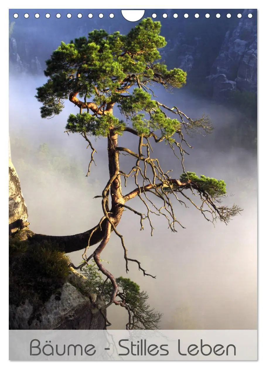 Cover: 9783516419320 | Bäume - Stilles Leben (Wandkalender 2026 DIN A4 hoch), CALVENDO...