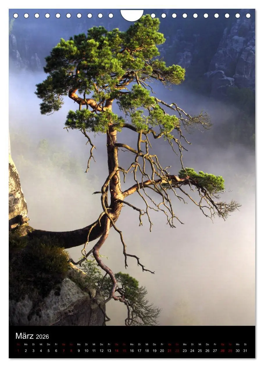 Bild: 9783516419320 | Bäume - Stilles Leben (Wandkalender 2026 DIN A4 hoch), CALVENDO...