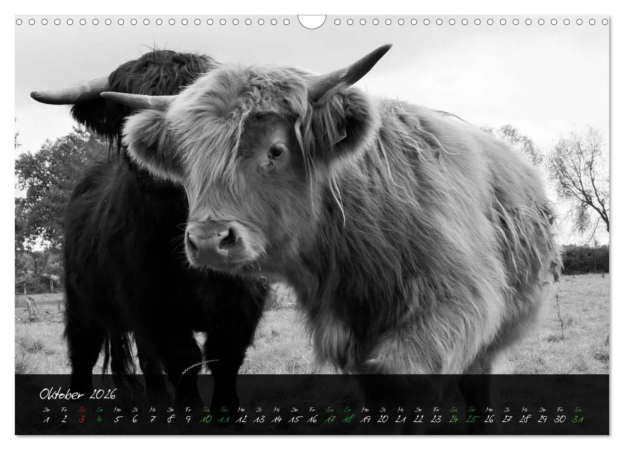 Bild: 9783457939420 | Highland Cattle vom Nordlicht - Faszination Hochland Rind...