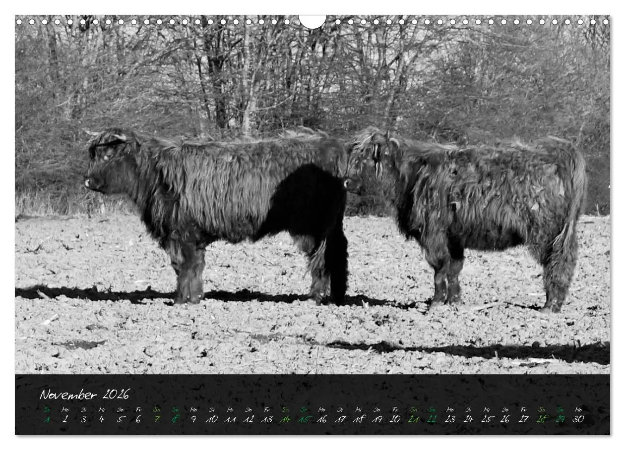 Bild: 9783457939420 | Highland Cattle vom Nordlicht - Faszination Hochland Rind...
