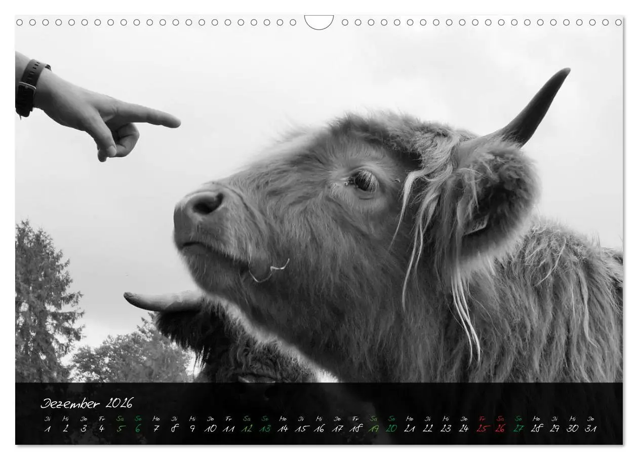 Bild: 9783457939420 | Highland Cattle vom Nordlicht - Faszination Hochland Rind...