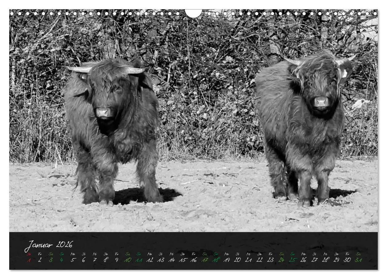 Bild: 9783457939420 | Highland Cattle vom Nordlicht - Faszination Hochland Rind...