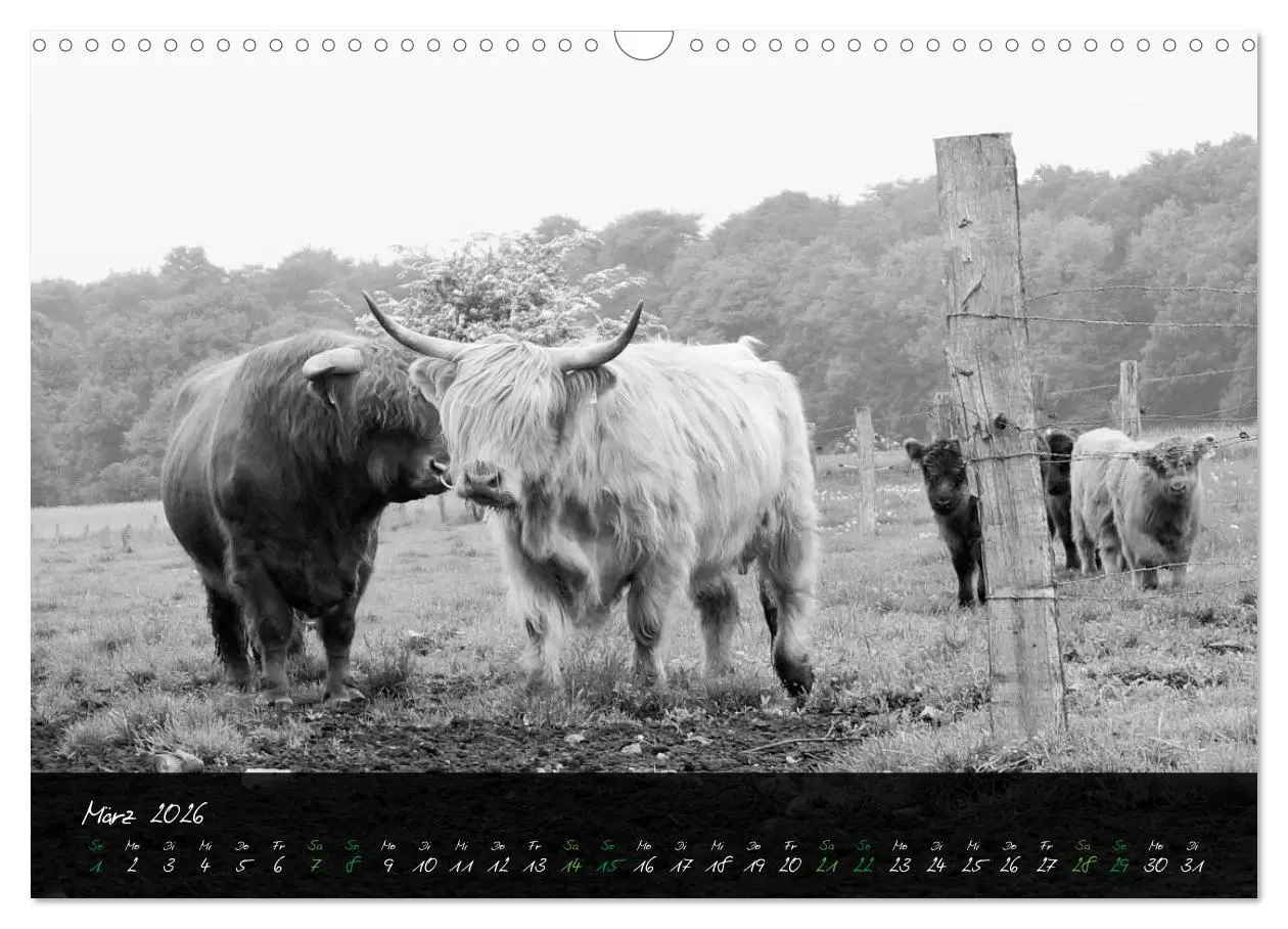 Bild: 9783457939420 | Highland Cattle vom Nordlicht - Faszination Hochland Rind...