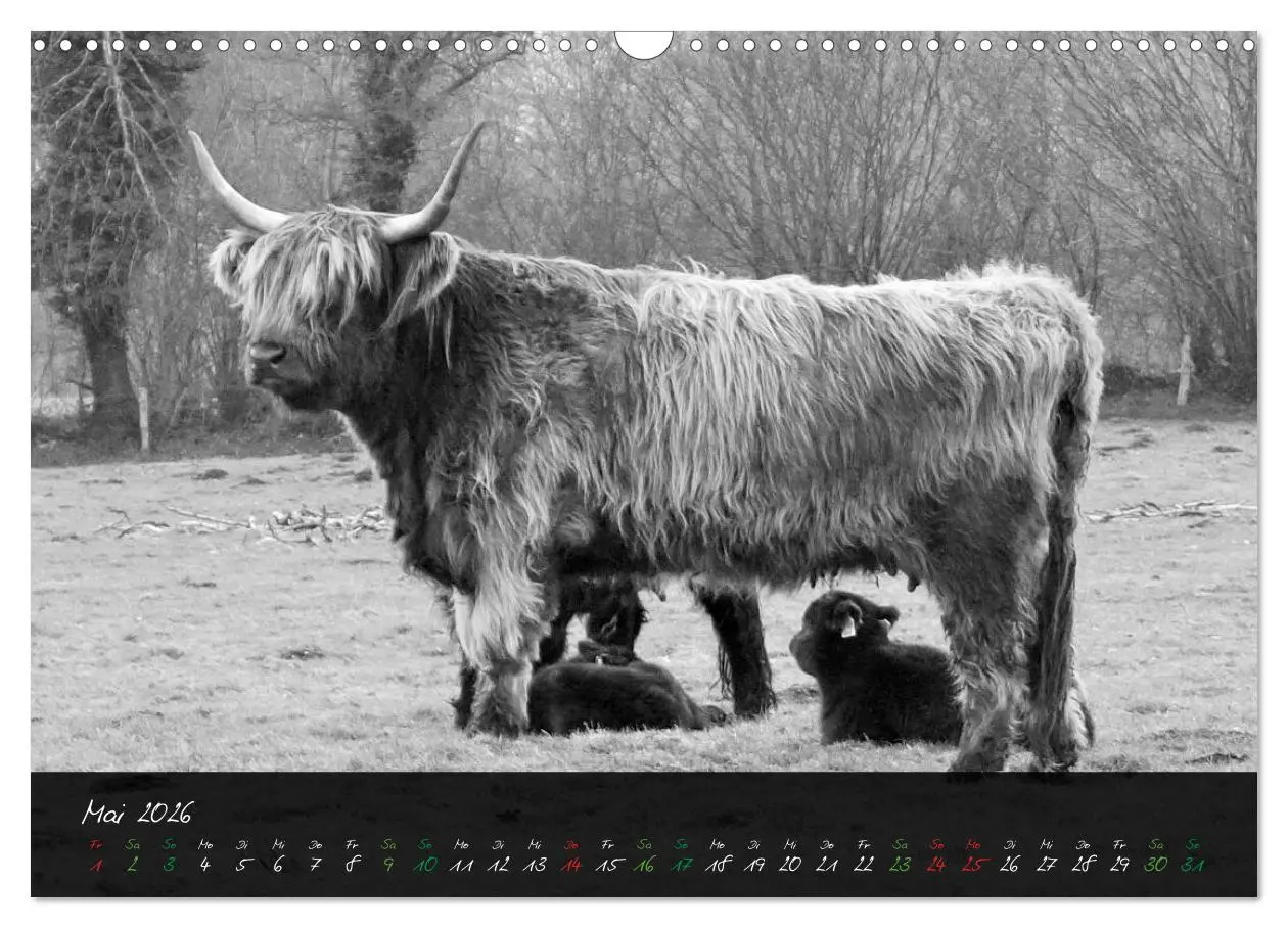 Bild: 9783457939420 | Highland Cattle vom Nordlicht - Faszination Hochland Rind...