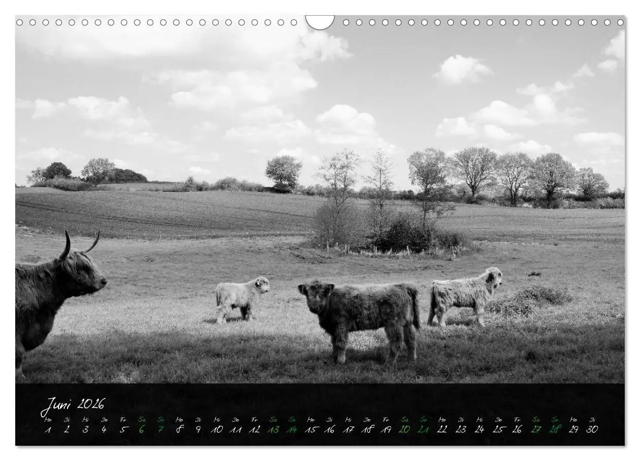 Bild: 9783457939420 | Highland Cattle vom Nordlicht - Faszination Hochland Rind...