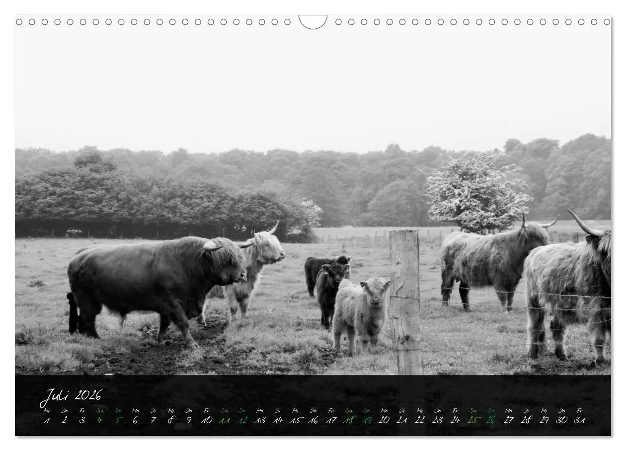 Bild: 9783457939420 | Highland Cattle vom Nordlicht - Faszination Hochland Rind...
