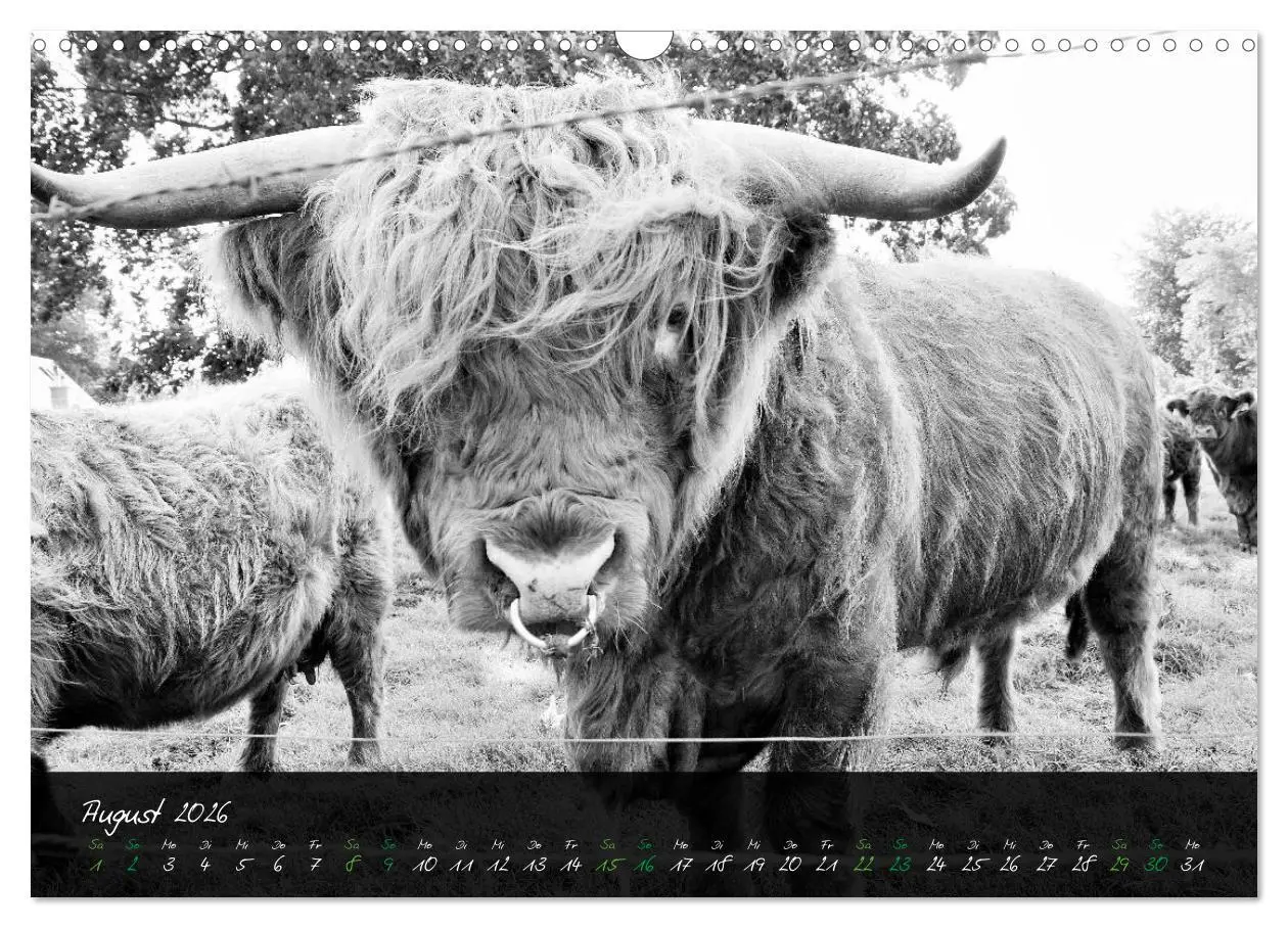 Bild: 9783457939420 | Highland Cattle vom Nordlicht - Faszination Hochland Rind...